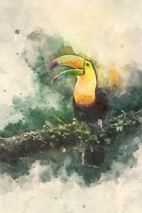 (No. 22-099) Magnificent Keel-billed Toucan (watercolor)