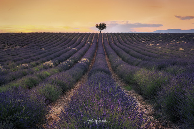 (No. 21-014) Lavender field in the evening (landscape)