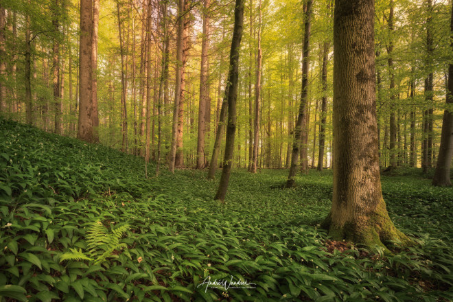 (Art. 21-006) Der Wald im Frühling