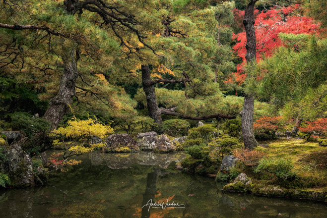 (No. 19-119) Japanese garden view