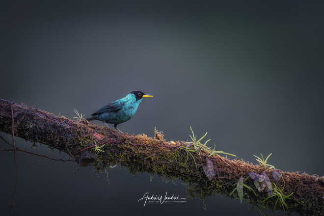 (No. 22-034) Green Honeycreeper in the evening