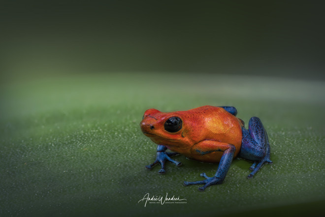 (No. 22-045) The Strawberry poison frog