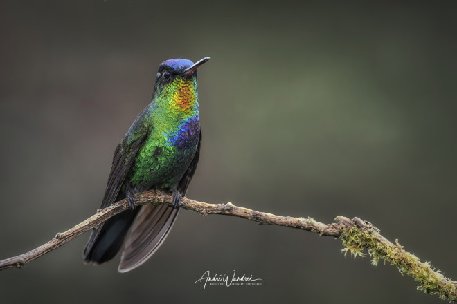 (No. 22-058) Fiery-throated hummingbird at the Lookout