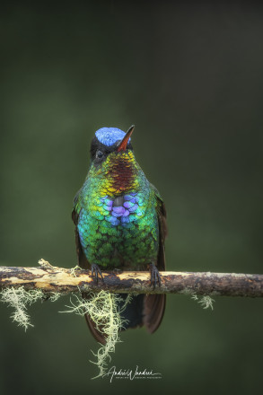 (No. 22-060) The Hummingbird Portrait