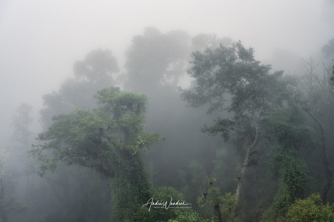 (No. 22-064) Misty atmosphere in rainforest