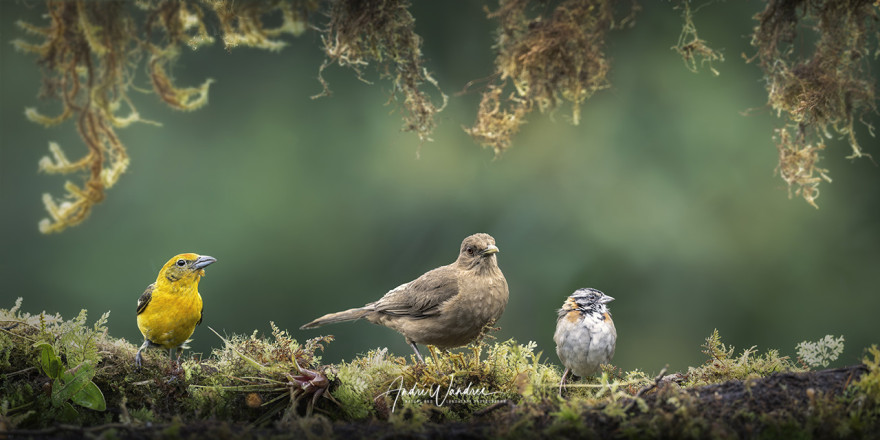 (No. 22-067) Songbirds of Costa Rica