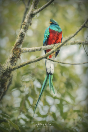 (Art. 22-075) Der Göttervogel von Costa Rica