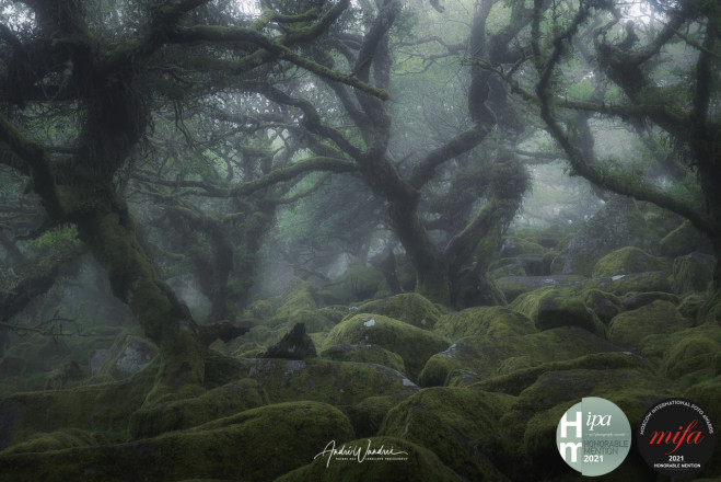 (No. 19-018) Foggy Forest MIFA & IPA Honorable Mention