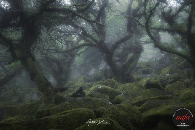 (No. 19-018) Foggy Forest MIFA Honorable Mention