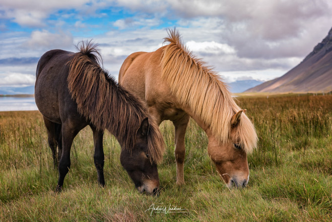(No. 16-001) Icelandic horses