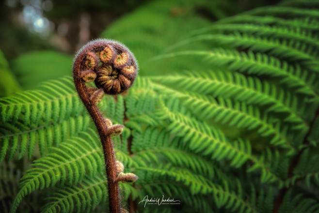 (No. 18-070) Young fern