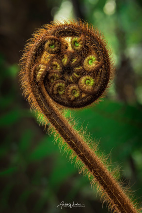 (No. 18-060) New Zealand fern