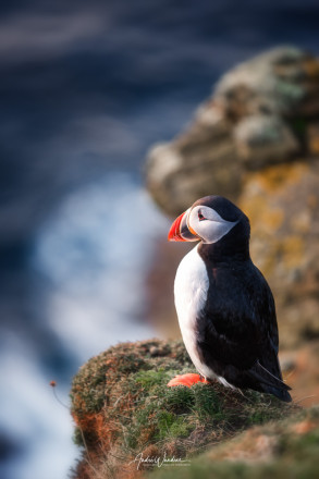 (No. 17-027) Puffin at the viewpoint
