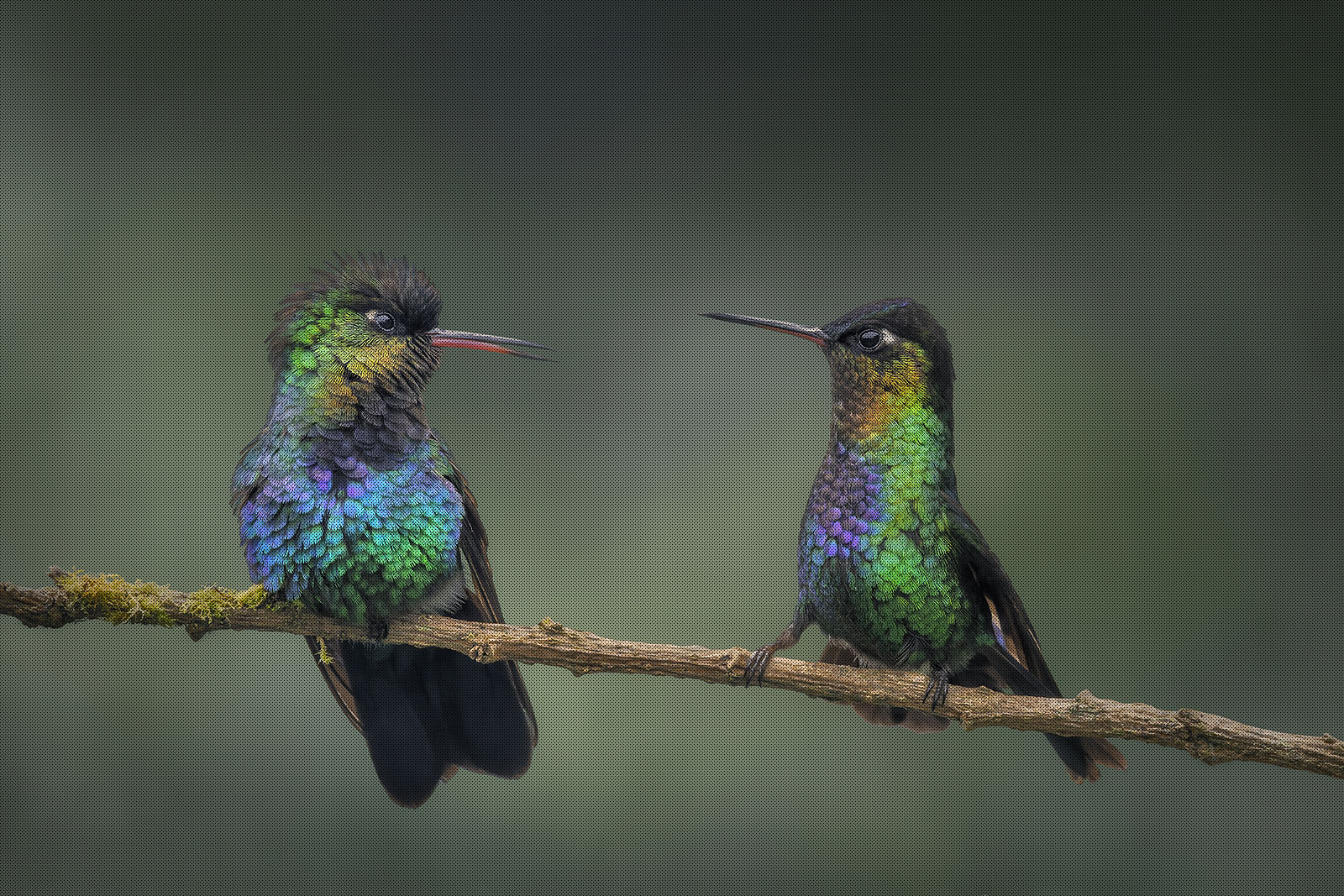 Wildlife Photography in Costa Rica